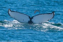 CRESLI/Viking Fleet Whale Watch