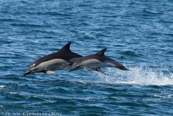CRESLI/Viking Fleet Whale Watch