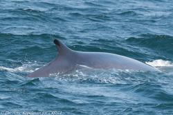 CRESLI/Viking Fleet Whale Watch