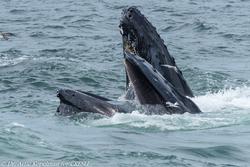 CRESLI/Viking Fleet Whale Watch