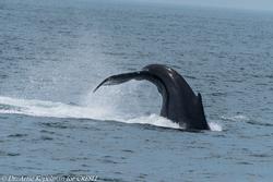 CRESLI/Viking Fleet Whale Watch