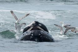 CRESLI/Viking Fleet Whale Watch