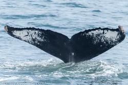 CRESLI/Viking Fleet Whale Watch