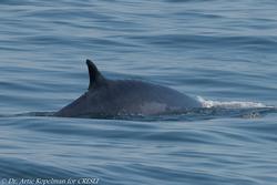 CRESLI/Viking Fleet Whale Watch