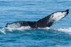 CRESLI/Viking Fleet Whale Watch