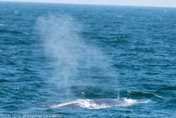 CRESLI/Viking Fleet Whale Watch